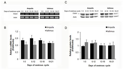 Mrna And Protein Expression Of Faah In The Bovine Oviduct During The