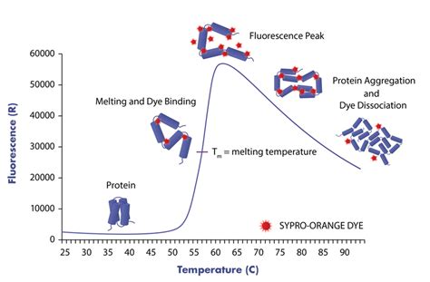 Thermal Shift Assay Services Reaction Biology