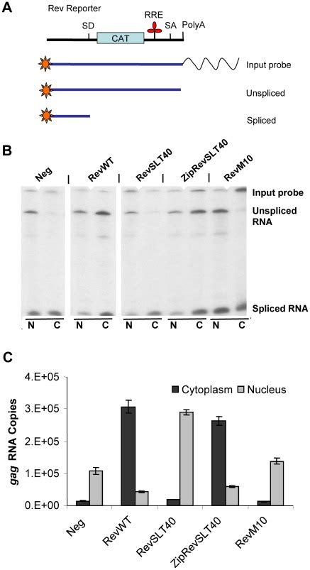 A Schematic Representation Of The Nuclease S1 Protection Assay The Download Scientific