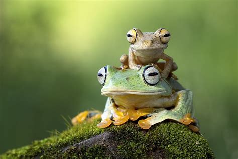 What Are Amphibians? - WorldAtlas