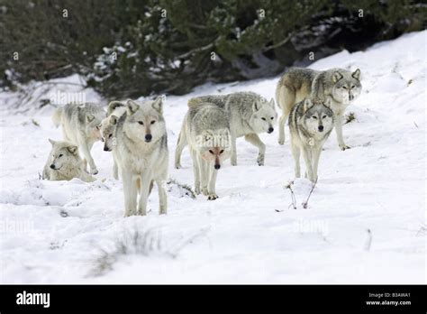 European Grey Wolf Canis Lupus Pack Walking Through Snow In Winter