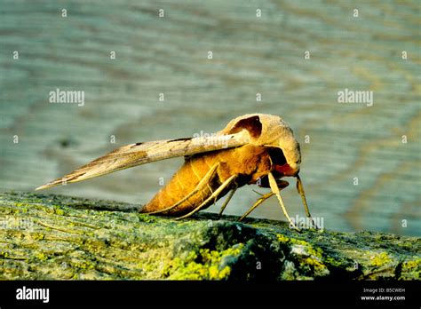 Achemon Sphinx Moth Stock Photo - Alamy