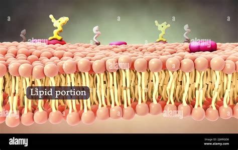 lipid layer  res stock photography  images alamy