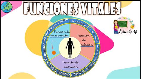 Que Son Las Funciones Vitales Dinami