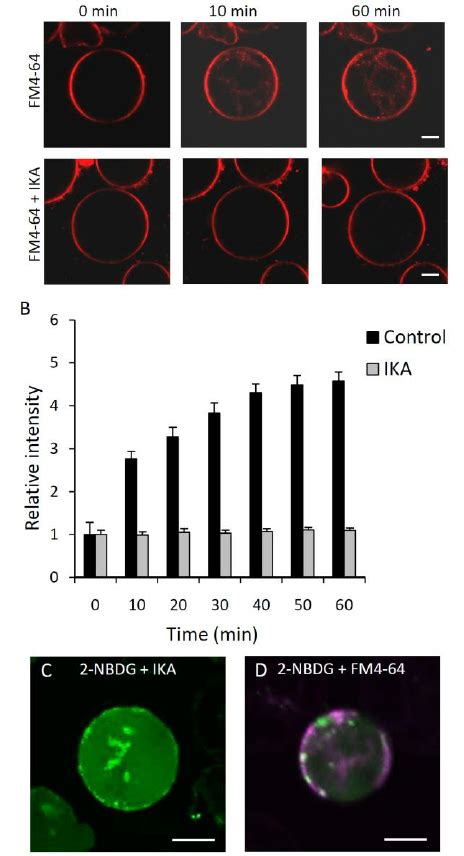 Inhibition Of Clathrin Mediated Endocytosis By Ika Blocks Download