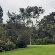 Kiambethu Tea Farm Day Tour GetYourGuide