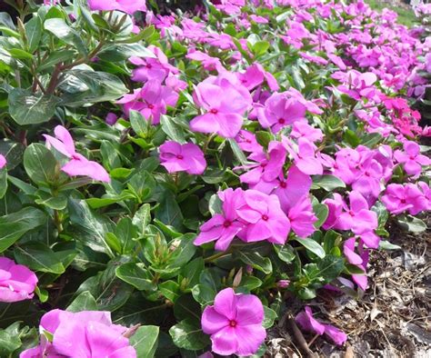 Catharanthus Roseus Cora® Cascade Lavender Weye Annual Vinca