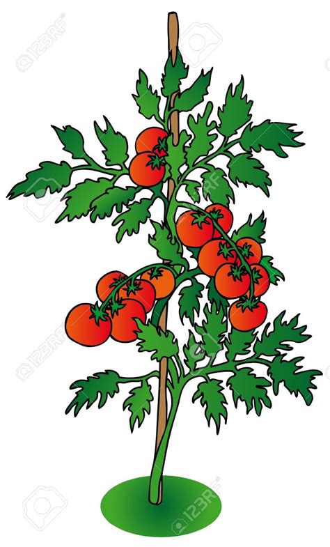 Tomato Shrub Clipart 20 Free Cliparts Download Images On Clipground 2024