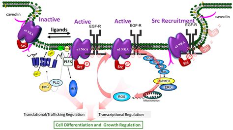 Molecules Free Full Text Protein Interaction And Na K ATPase