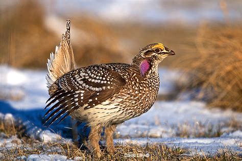 Sharp Tailed Grouse