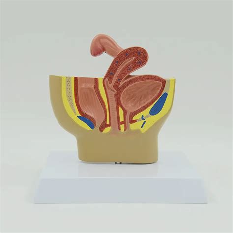 Sagittal Anatomical Model Of Mini Female Pelvis Female Genitourinary