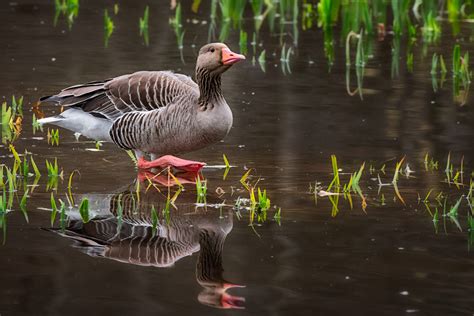 greylag goose stepping through a shallow pond – Stan Schaap PHOTOGRAPHY