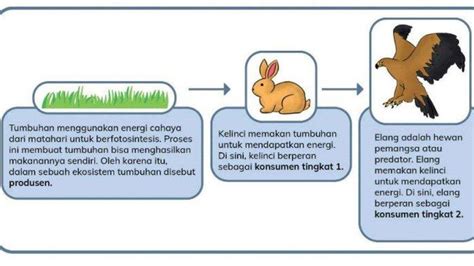 Kunci Jawaban Ipas Kelas 5 Hal 47 Bagaimana Dengan Makhluk Hidup Di Ekosistem Mendapatkan