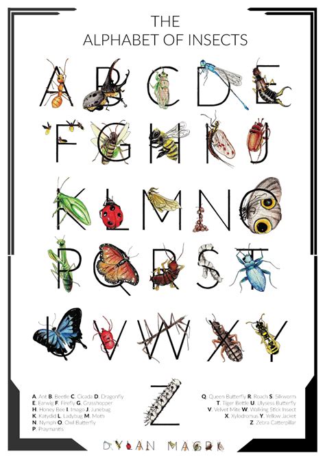 Insect Alphabet On Behance