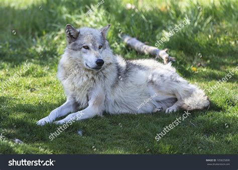 Wolf Laying Down Stock Photo 105825890 | Shutterstock