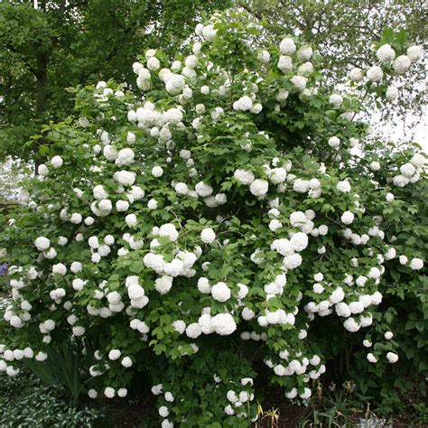 Buy Snowball Tree Syn Sterile Viburnum Opulus Roseum Delivery By Crocus