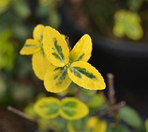 Emerald n' Gold Euonymus Euonymus fortunei Emerald n' Gold from Taylor's Nursery