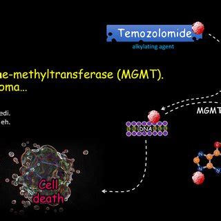 Temozolomide Mechanism Of Action Alkylate Methylate DNA That