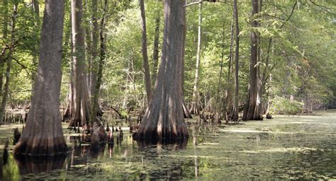 Withlacoochee River Watershed Initiative