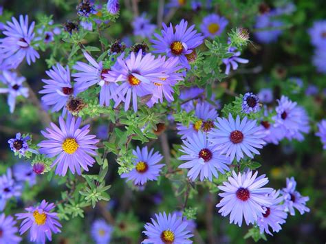 Aster, Aromatic | Hamilton Native Outpost