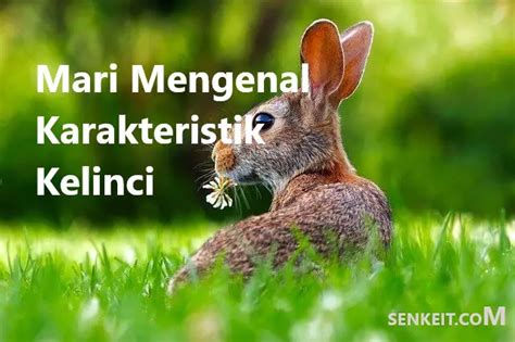 Mari Mengenal Karakteristik Kelinci Senkeit