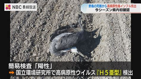 【長崎】今シーズン初 死んだ野鳥から高病原性鳥インフルエンザ『h5亜型』検出を確認 Tbs News Dig