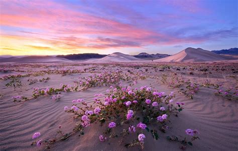 Wallpaper nature, Death Valley, Superbloom images for desktop, section ...