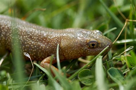 Brown Water Salamander Stock Photo - Download Image Now - Amphibian ...