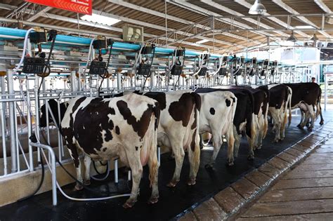 Manejo sanitário de bovinos de leite saiba a importância