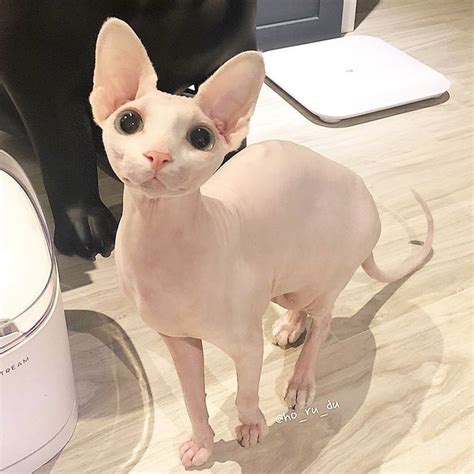 Pin By Julia Neve On A Feel Good Board Cute Hairless Cat Cute Cats