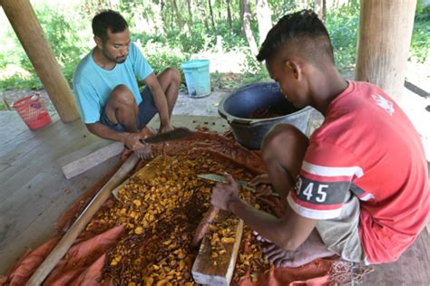 Pewarnaan Alami Tenun Sumba Direktorat Jenderal Kebudayaan