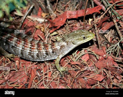 Black and green striped lizard hi-res stock photography and images - Alamy