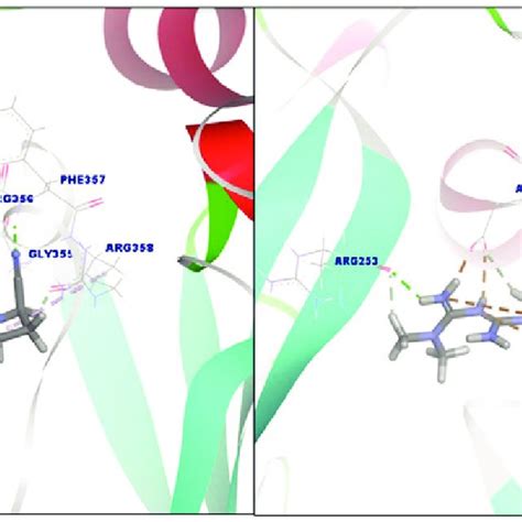 Docking Poses Of Inhibitor 1 Left Sideand 2right Side In Dpp 4 Download Scientific Diagram