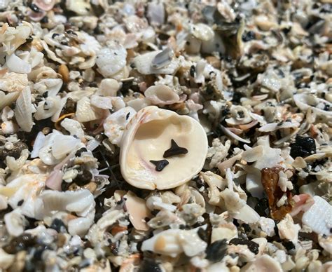 8 Best Places To Find Shark Teeth In Florida Beaches Rivers And More