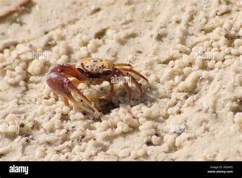 Sand Fiddler Crab Stock Photo Alamy