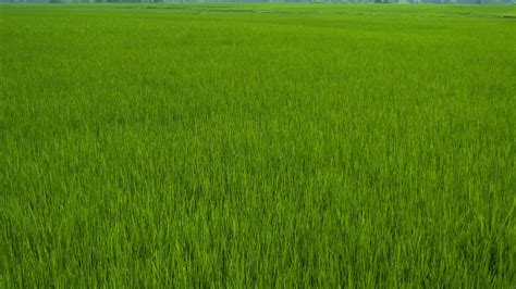 Green Paddy Field Wallpapers - Wallpaper Cave