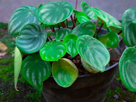 Peperomia Argyreia Planta Ornamental En Una Olla Foto Premium