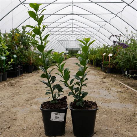 ostrokrzew hachfee zenski  sadowniczypl