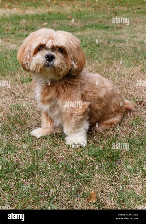 Lhasa Apso Hi Res Stock Photography And Images Alamy