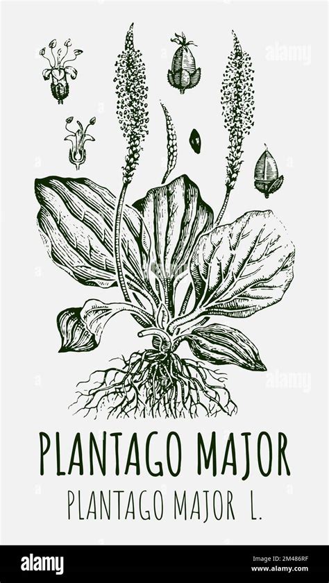 Dibujos Vectoriales De Plátano Grande Ilustración Dibujada A Mano Nombre Latino Plantago Major