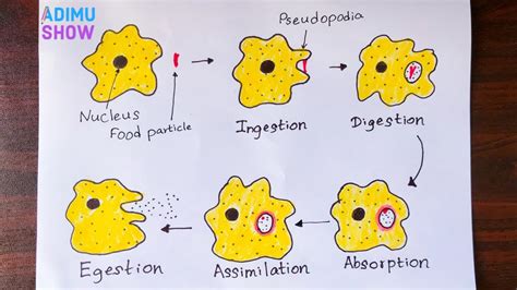 Explain The Process Of Digestion In Amoeba With Diagram Desc