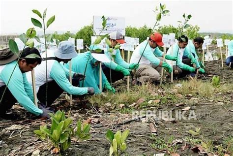 Kurangi Emisi Pertamina Group Tanam 1 500 Mangrove Di Area Terminal