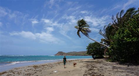 5 Months of Living in the Caribbean - Grenada in Photos - Goats On The Road