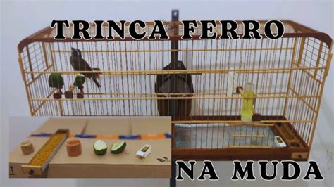 TRINCA FERRO NA MUDA PARTE 2 CASA NOVA YouTube