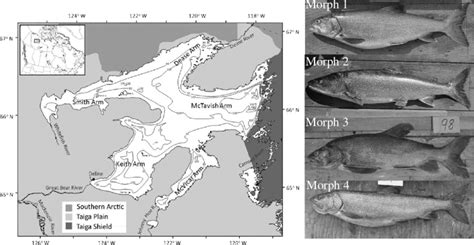 A Map Of Great Bear Lake Northwest Territories Canada Adapted From Download Scientific