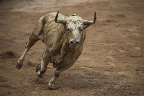 25 Cool Collection Of San Fermin Festival 2014 Picshunger