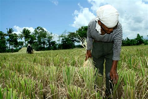 The Role of Women in Creating Climate Resilient Communities: Focus on ...