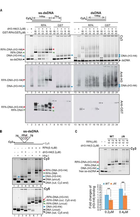 Rpa Promotes Assembly Of H H Onto Dsdna Adjacent To Ssdna A Two