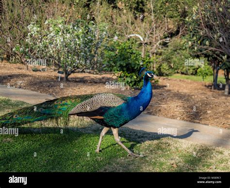 Beautiful Peacock Walking Around At Los Angeles County Arboretum