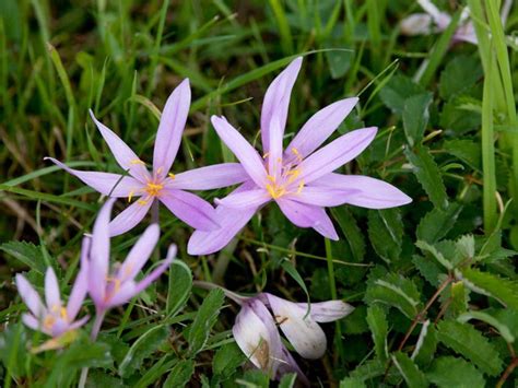 Fall Flower Bulbs - Common Bulbs That Flower In Fall Season